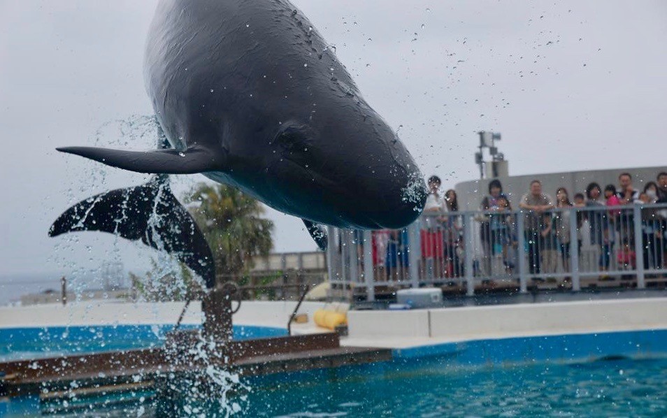 美ら海水族館