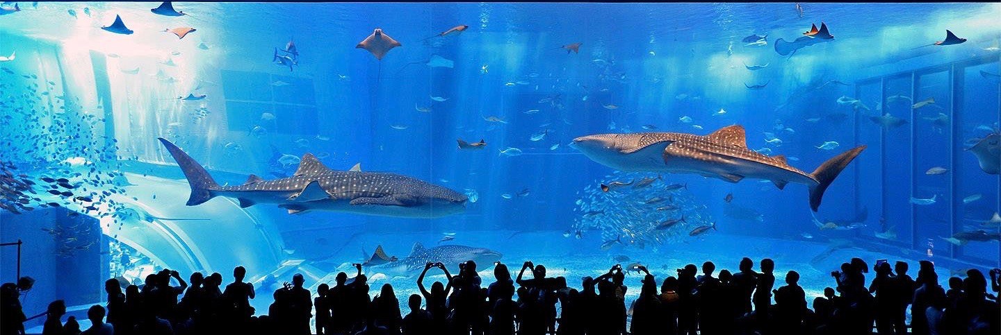 美ら海水族館　最安値