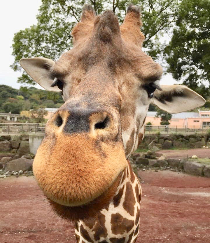 伊豆アニマルキングダム　割引　まとめ