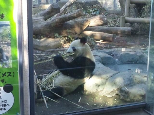 上野動物園　シャンシャン 混雑