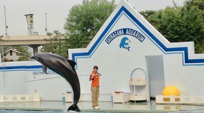 しながわ水族館　混雑　イルカショー