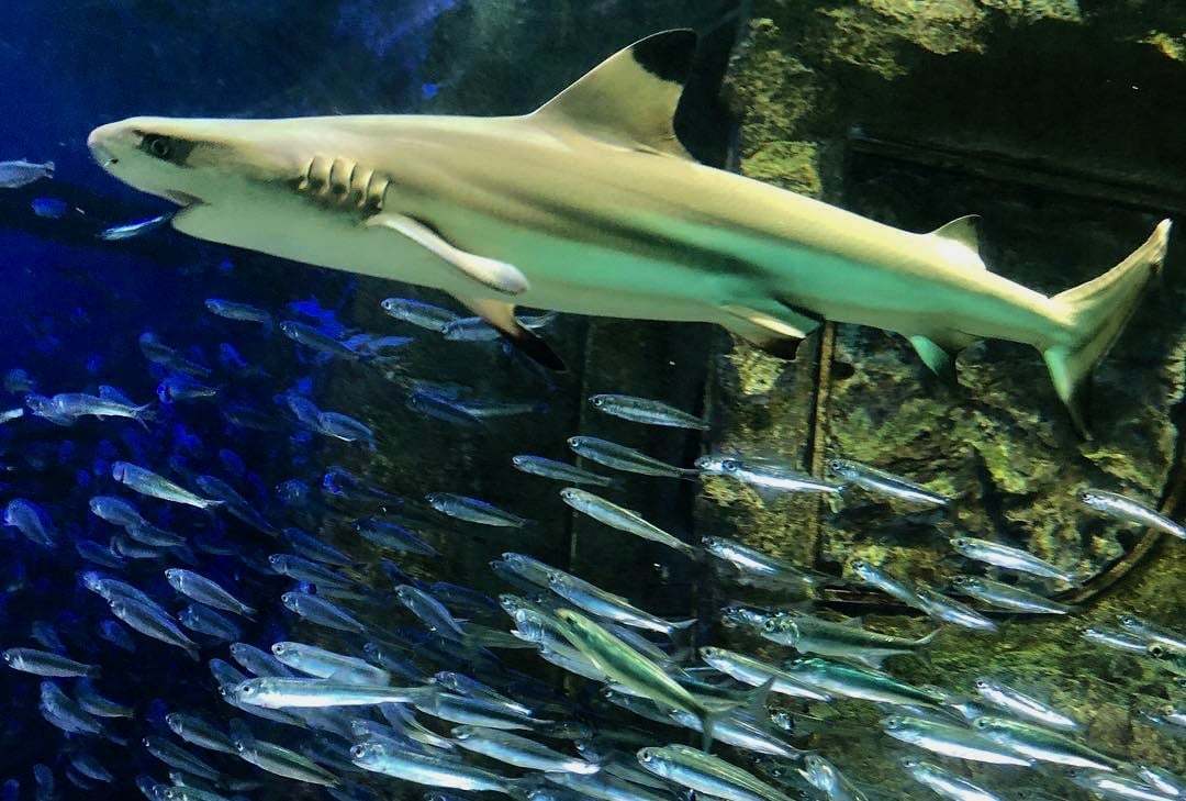 サンシャイン水族館