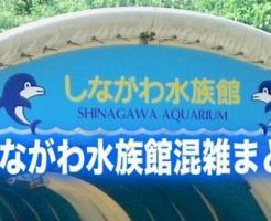 しながわ水族館　混雑