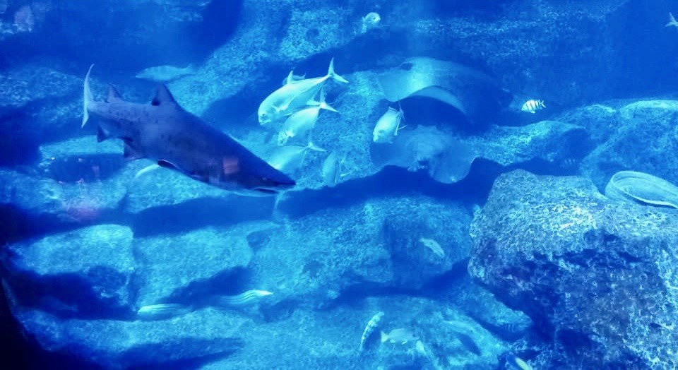 すみだ水族館　混雑