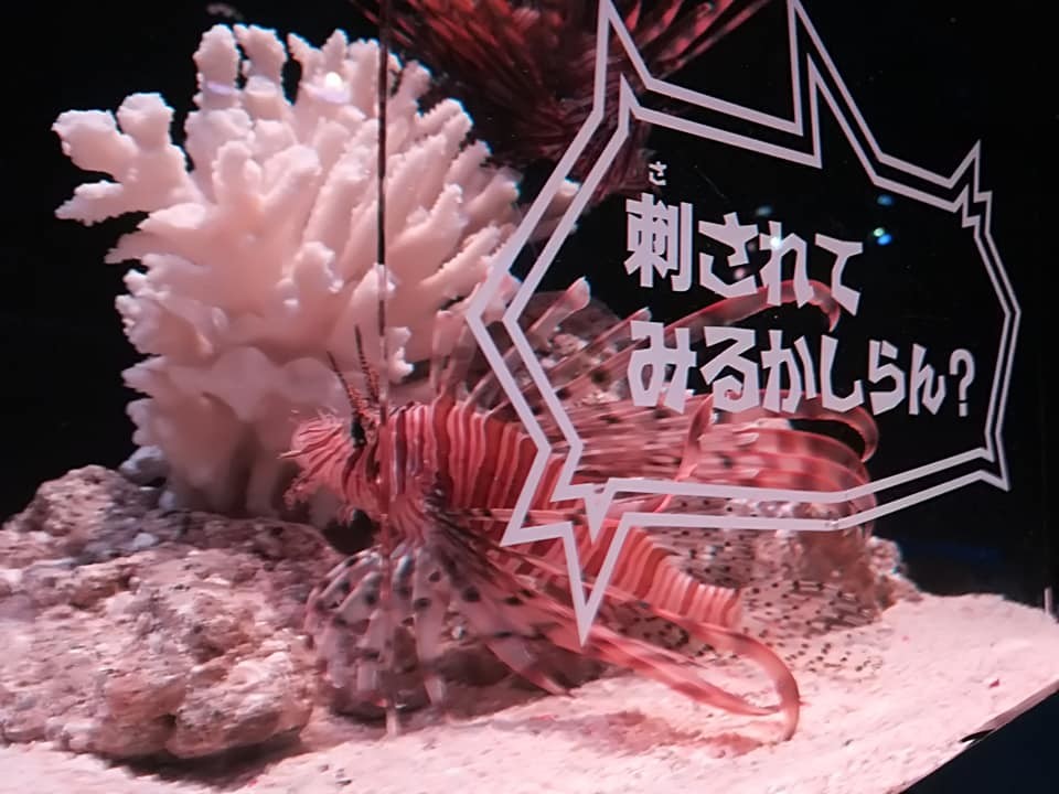 すみだ水族館　危険な生きもの大作戦　口コミ