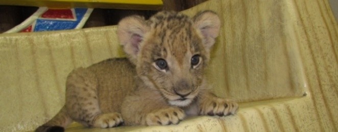 群馬サファリパーク　ライオンの赤ちゃん