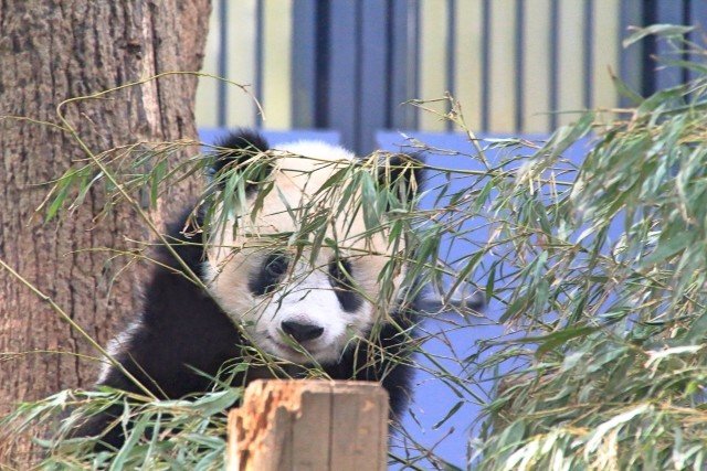 上野動物園　シャンシャン 