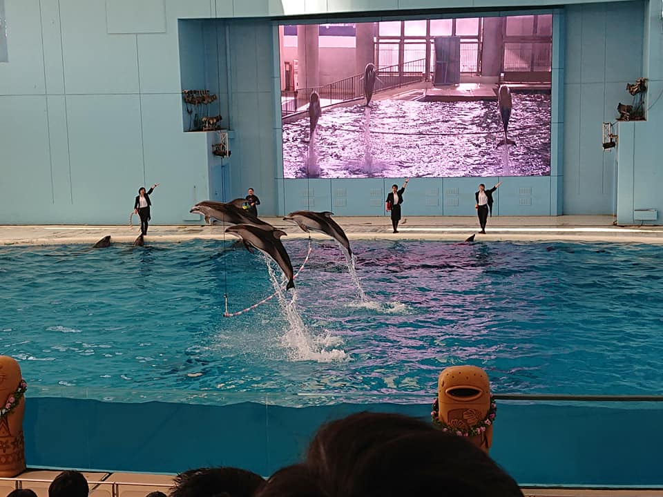 八景島シーパラダイスの混雑状況を知ったらチケット割引情報も知っておこう