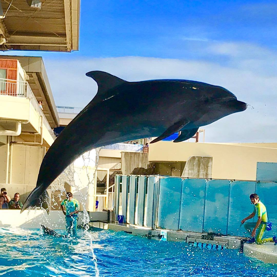 新江ノ島水族館　イルカショー