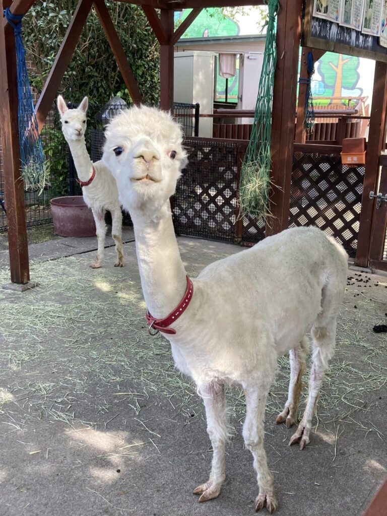 東武動物公園1月(正月&チャリティー含む年末年始)2月の混雑状況予想