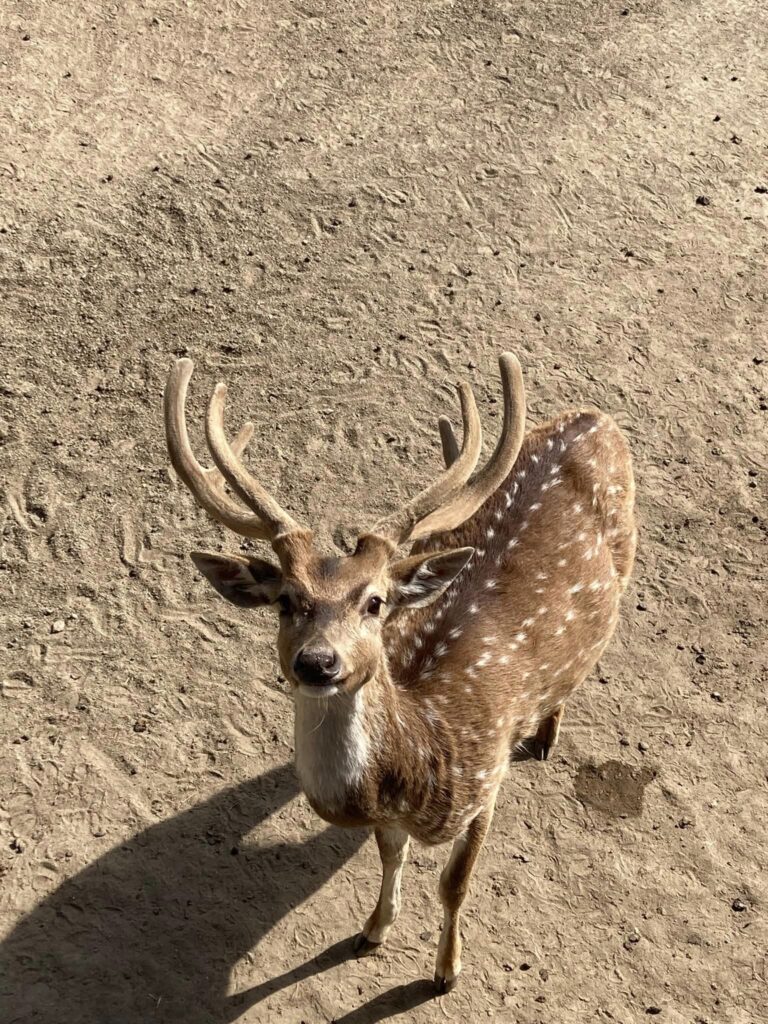 東武動物公園お盆の時期の混雑予想