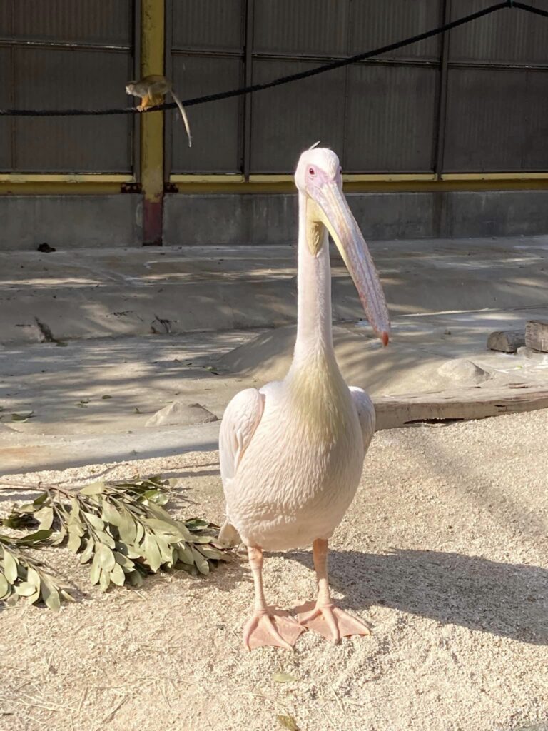 東武動物公園のゴールデンウィーク(gw)の混雑状況予想