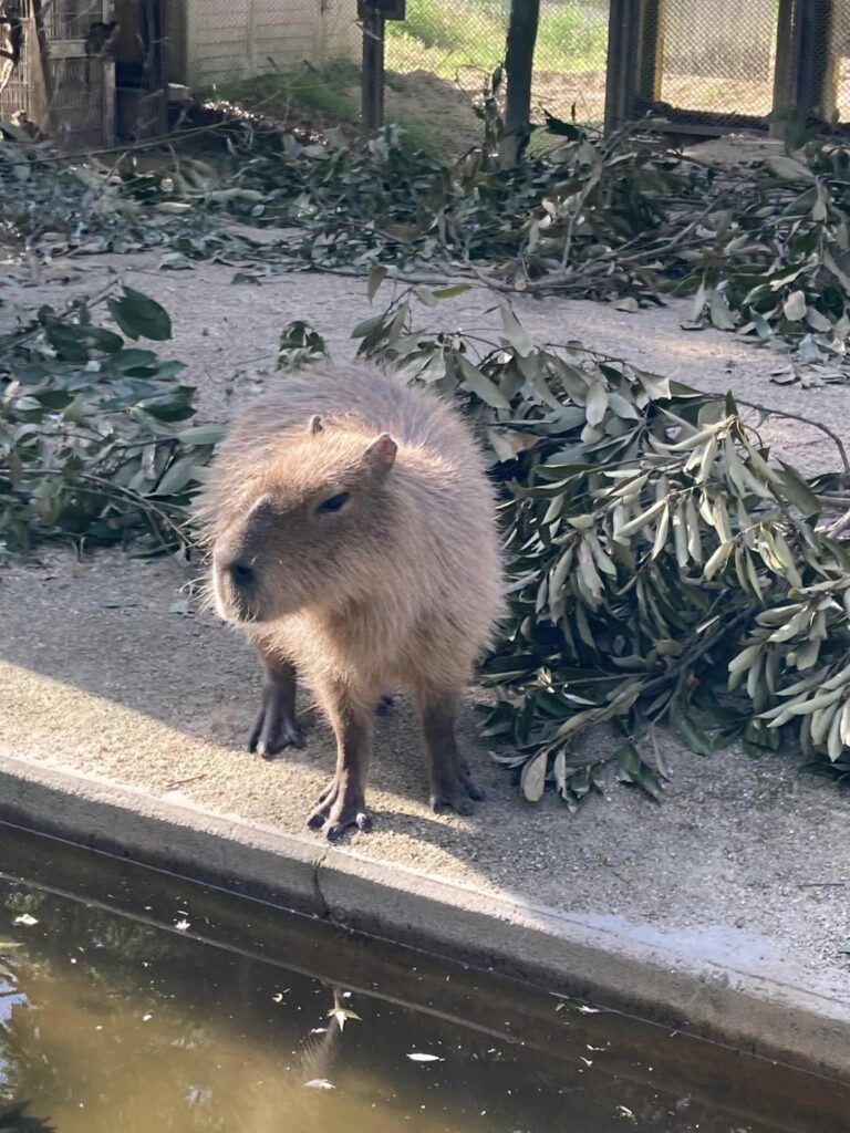 東武動物公園の夏休み(7月中旬~8月&スーパープールと花火大会含む)の混雑状況予想