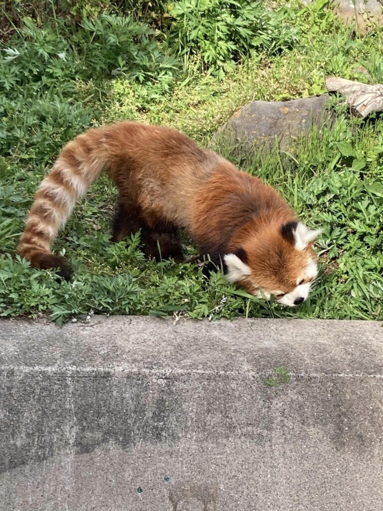 東武動物公園の春休み(3月下旬~4月上旬)の混雑状況予想