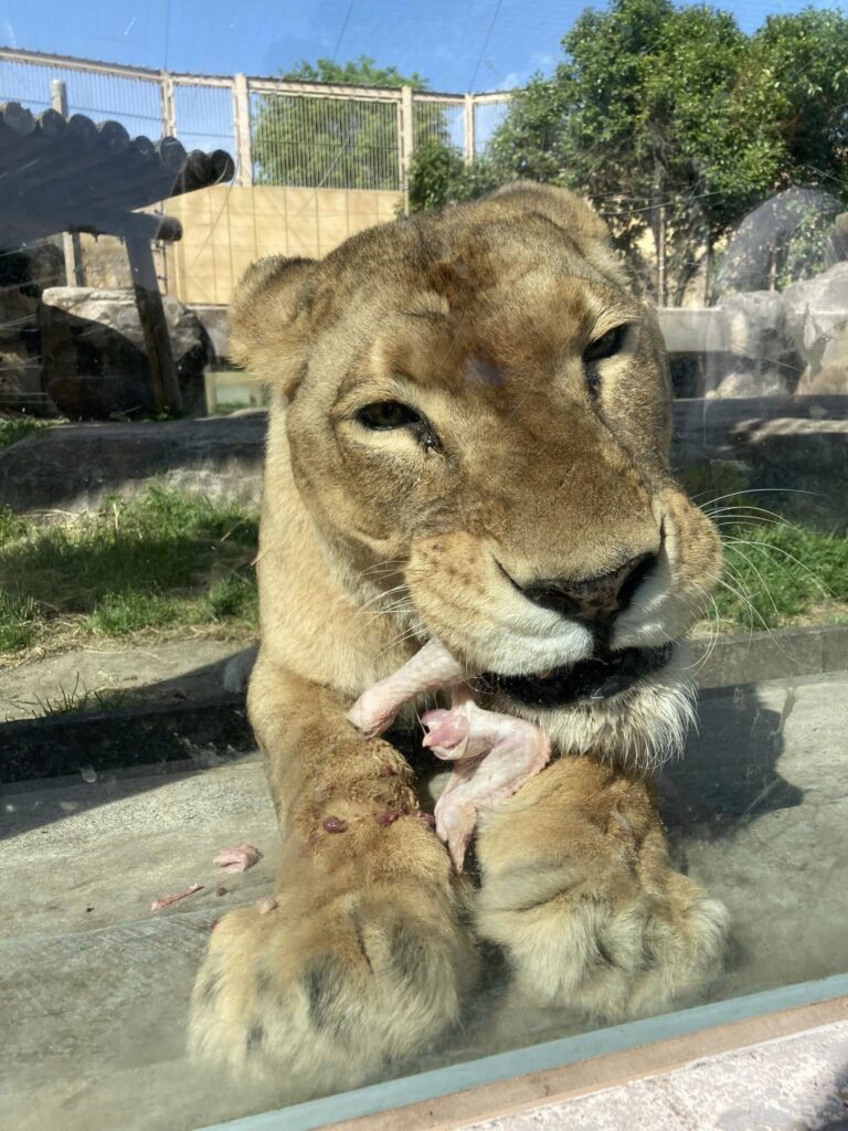 東武動物公園の混んでいる時期