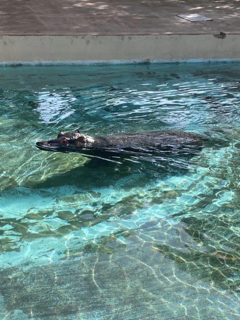 東武動物公園の雨天時