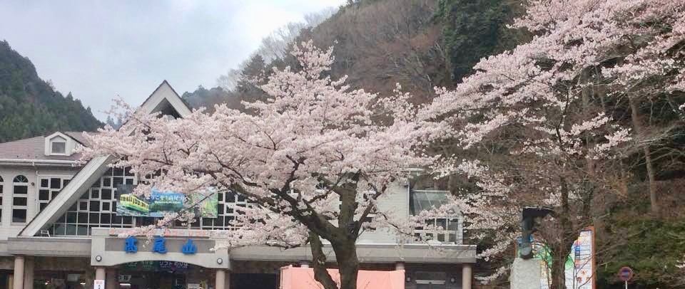 高尾山　桜　混雑