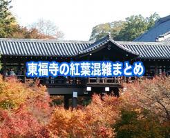 東福寺　紅葉　混雑