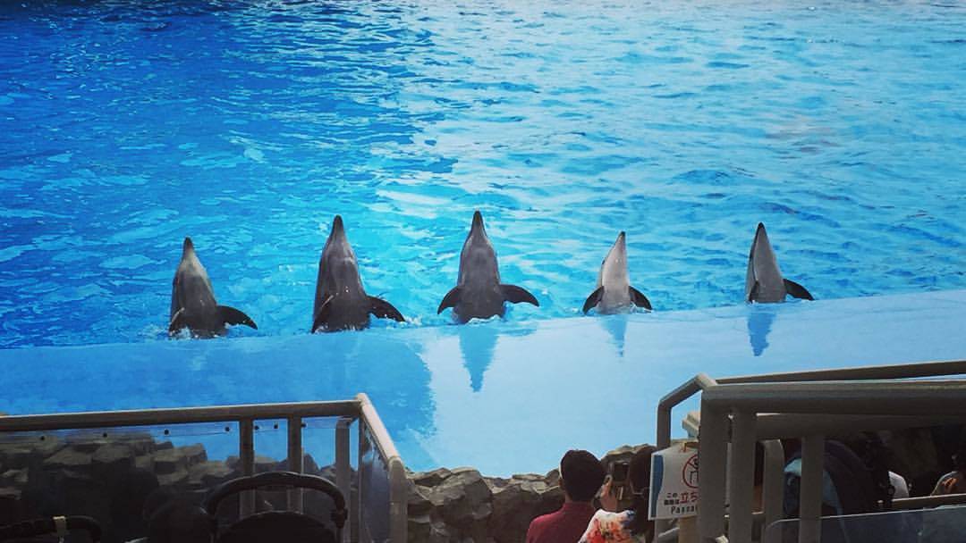 名古屋港水族館　イルカショー　混雑