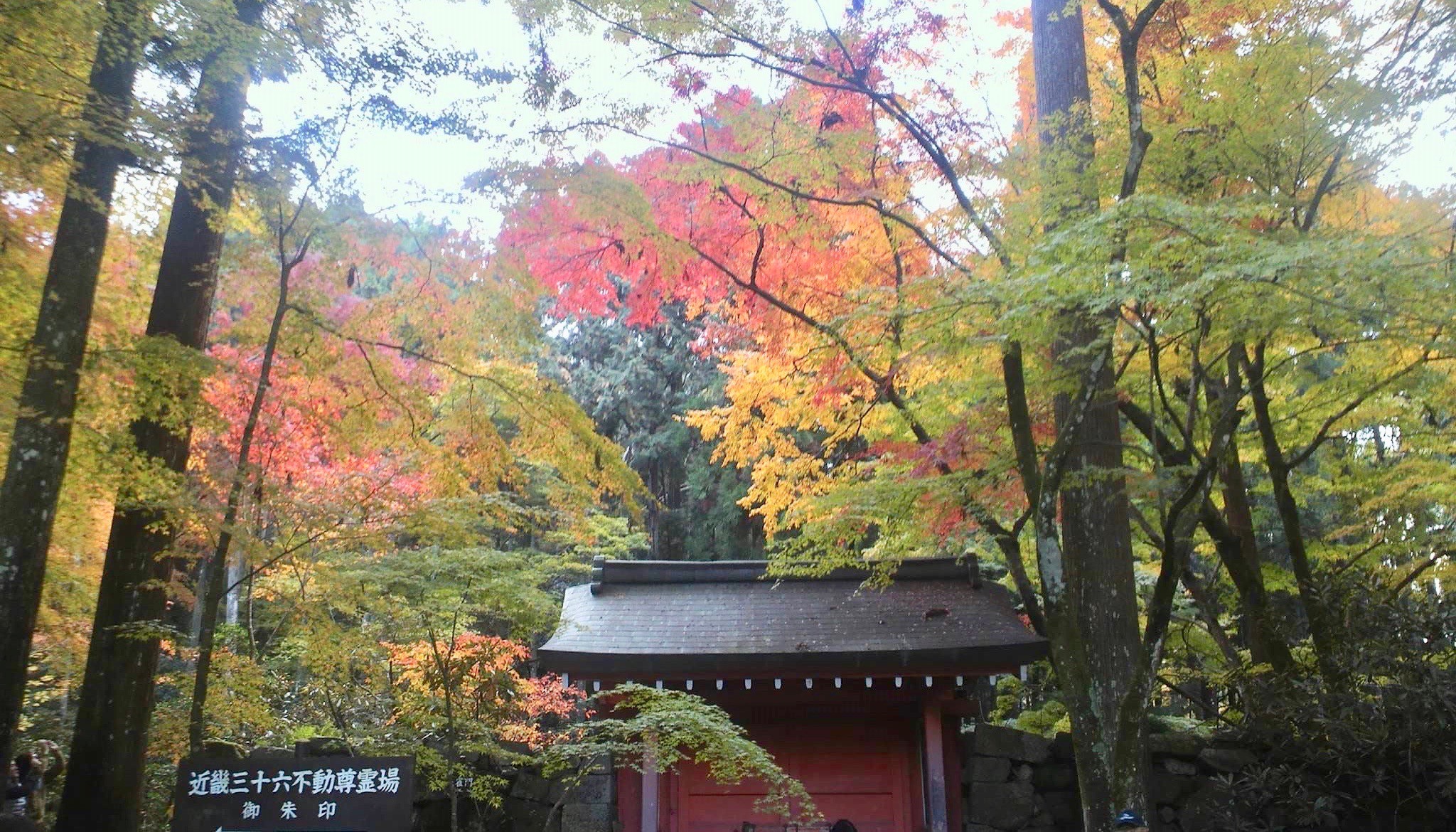 大原三千院　紅葉　混雑