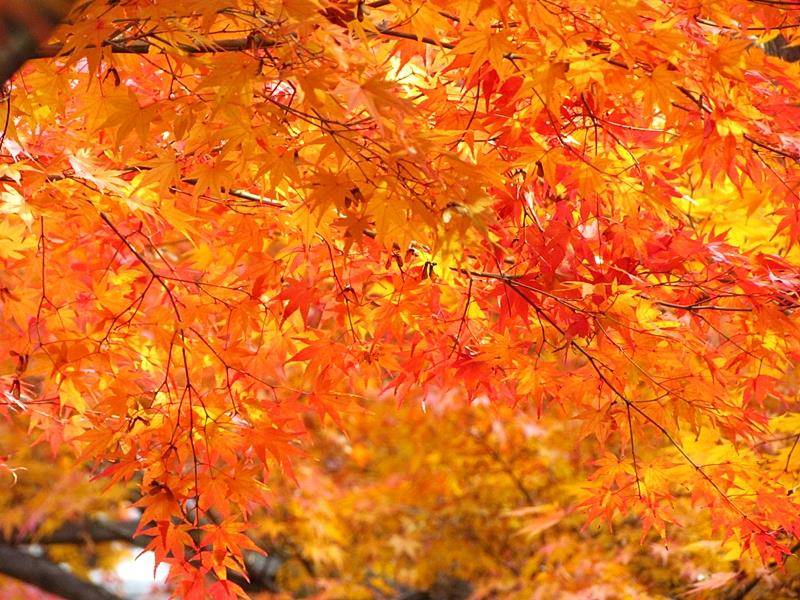 東福寺　紅葉　混雑まとめ