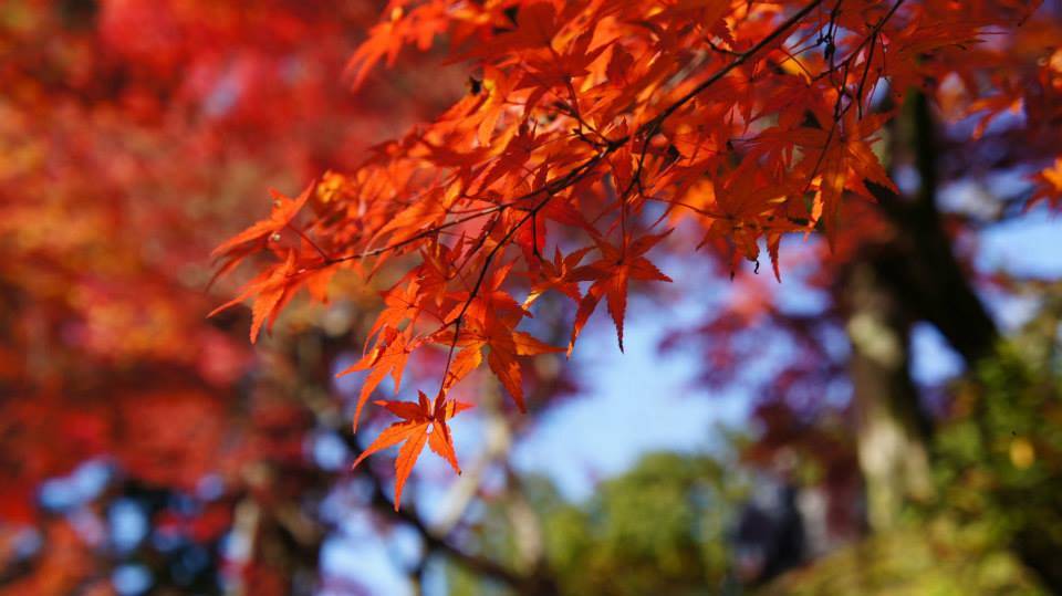 東福寺　紅葉　混雑