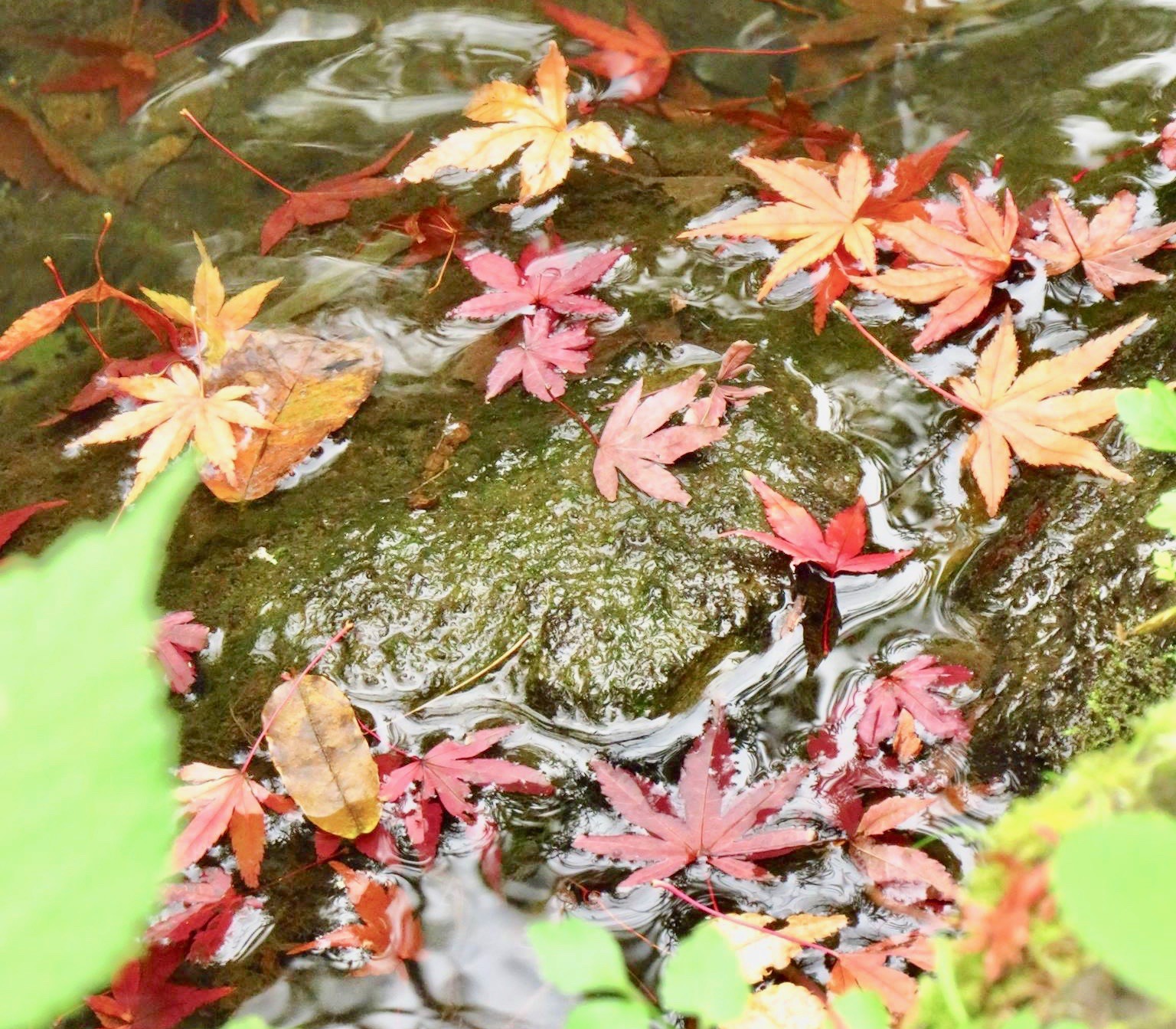 鎌倉　紅葉　混雑