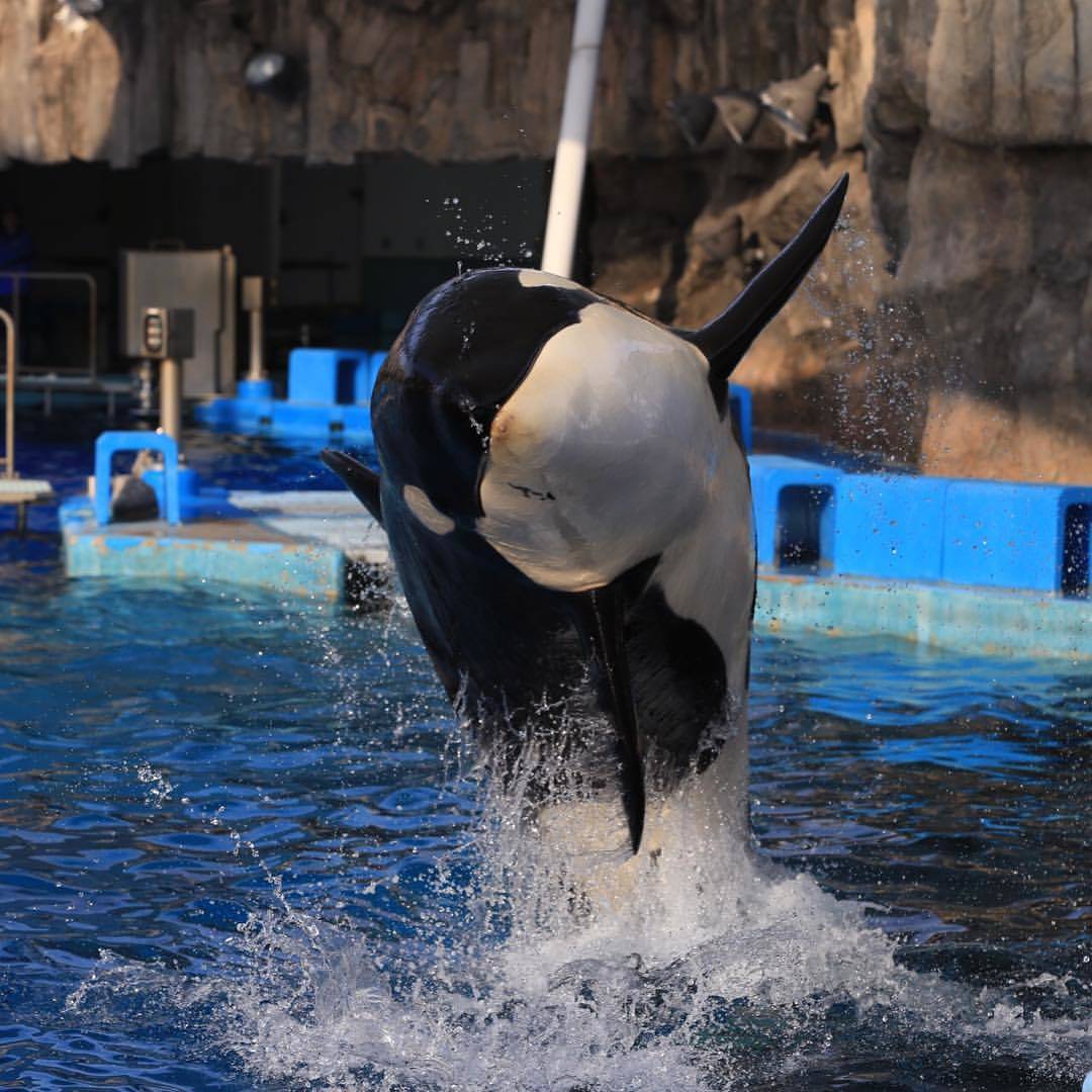 名古屋港水族館　混雑回避