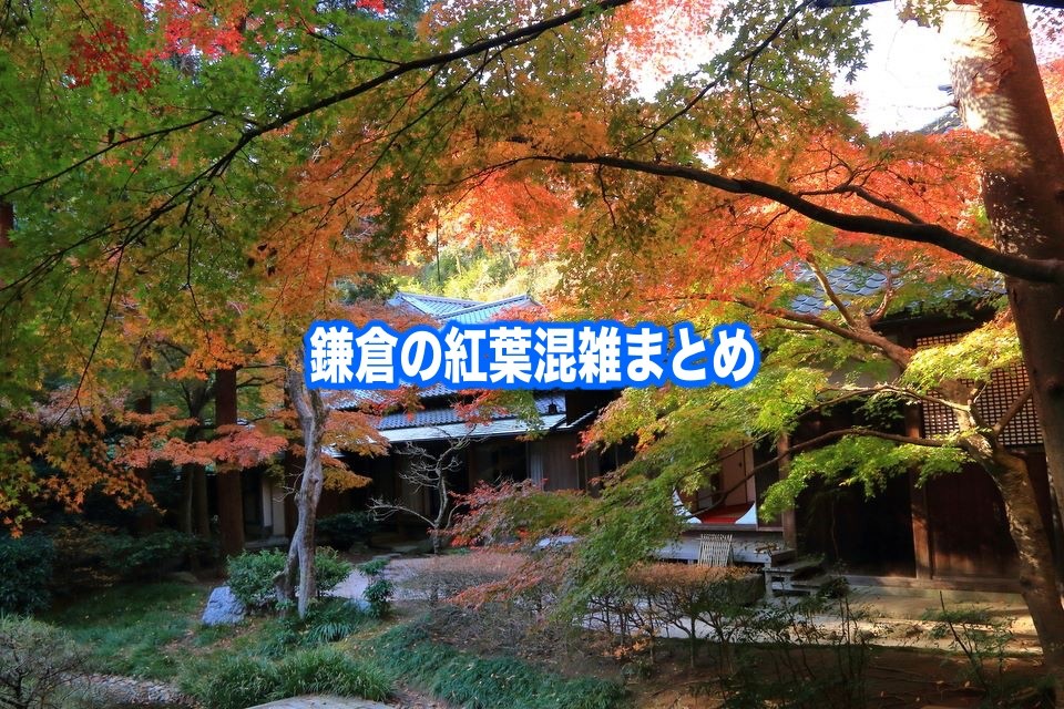 【鎌倉の紅葉混雑状況2024】 平日・土日(見頃時期)！車と電車混雑回避法