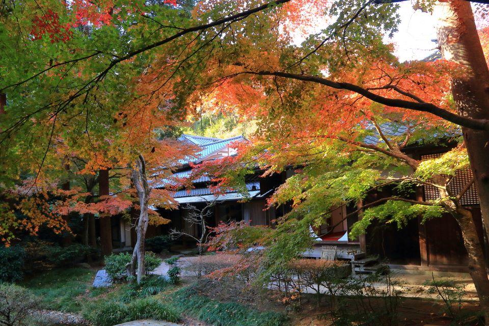 明月院　紅葉　混雑