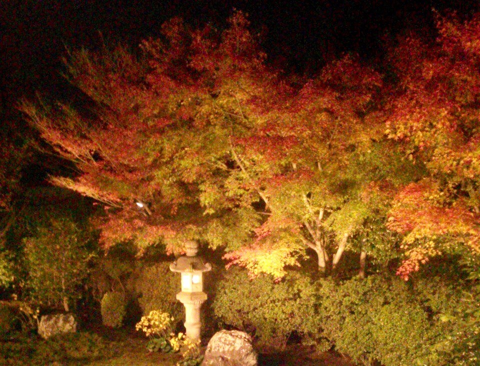 東福寺　ライトアップ　混雑