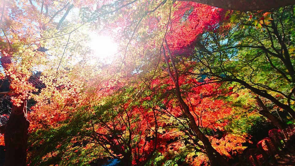 高尾山　紅葉　混雑