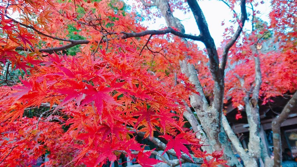 高尾山　紅葉　混雑