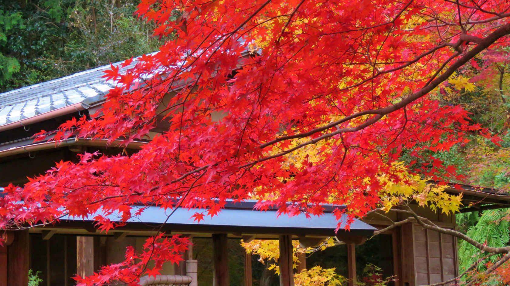 京都　紅葉　混雑