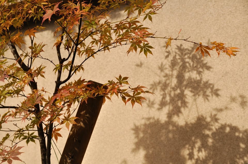 東福寺　紅葉　混雑回避