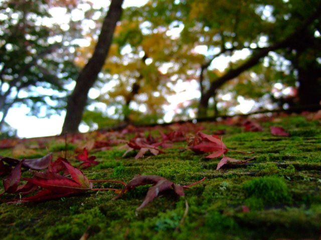 箱根強羅公園　紅葉　混雑