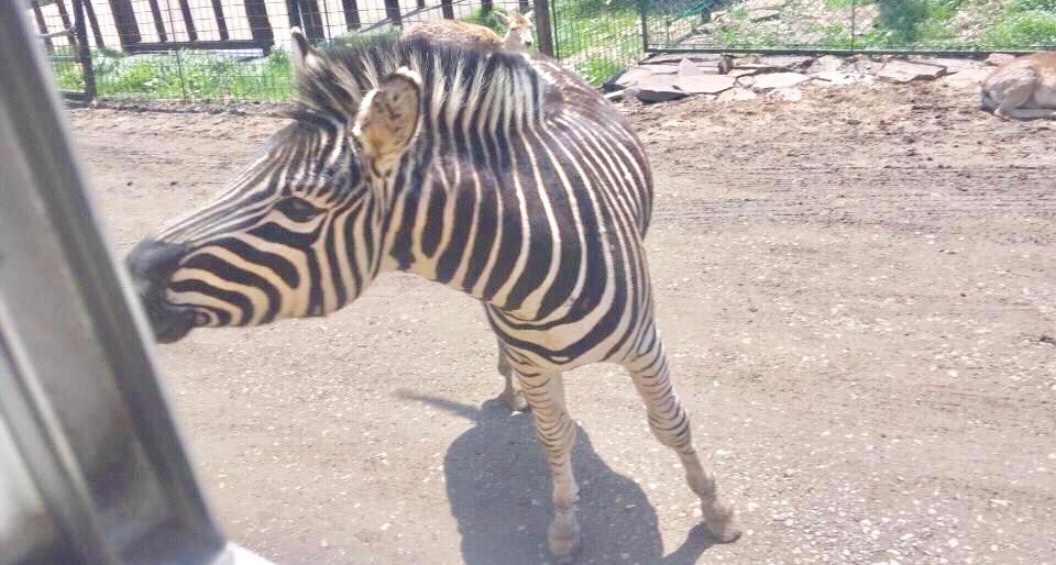 東北サファリパーク　混雑