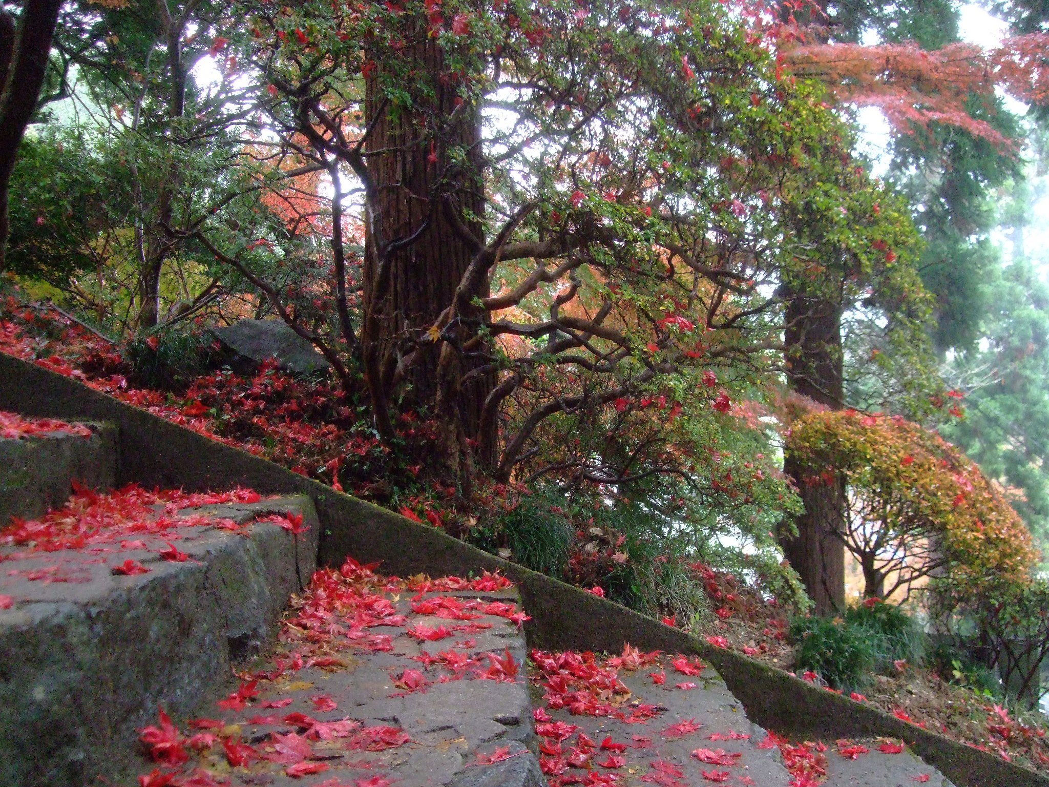 筑波山　紅葉　混雑