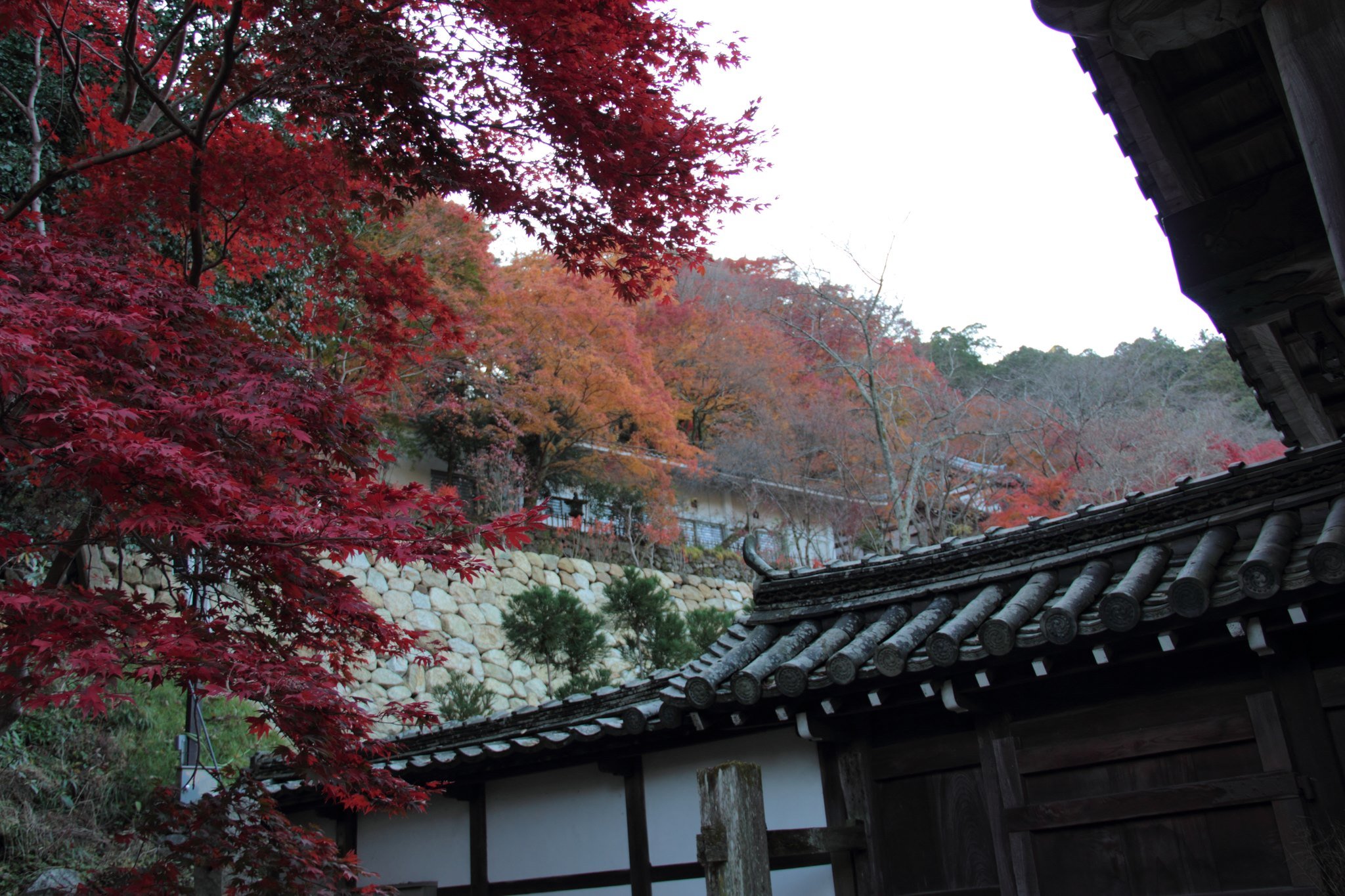 長谷寺　紅葉　混雑