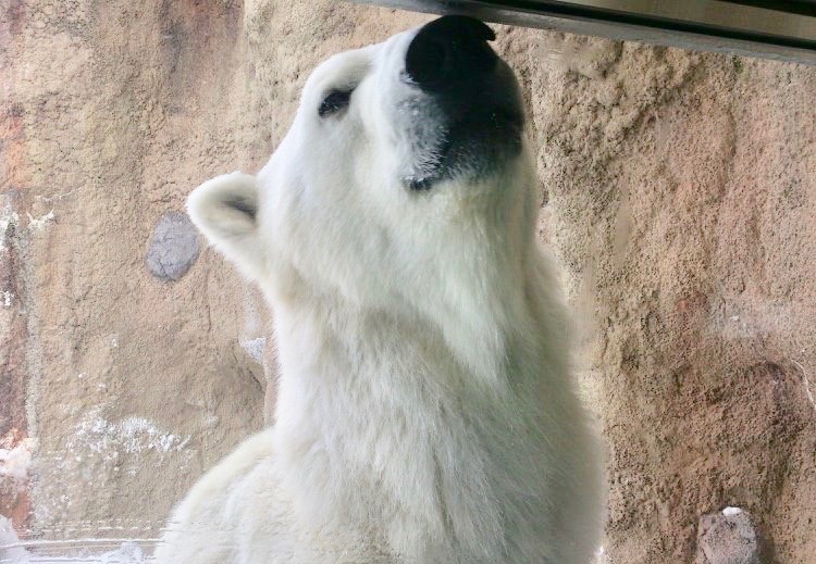 旭山動物園　もぐもぐタイム　混雑