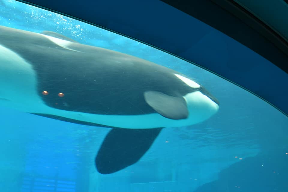 名古屋港水族館割引