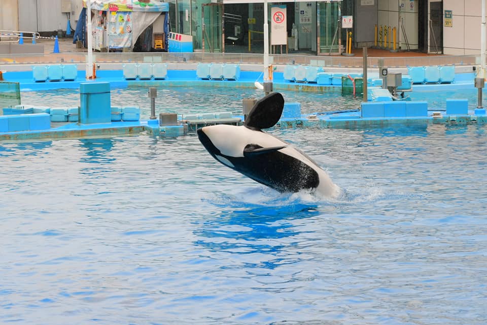 名古屋港水族館割引