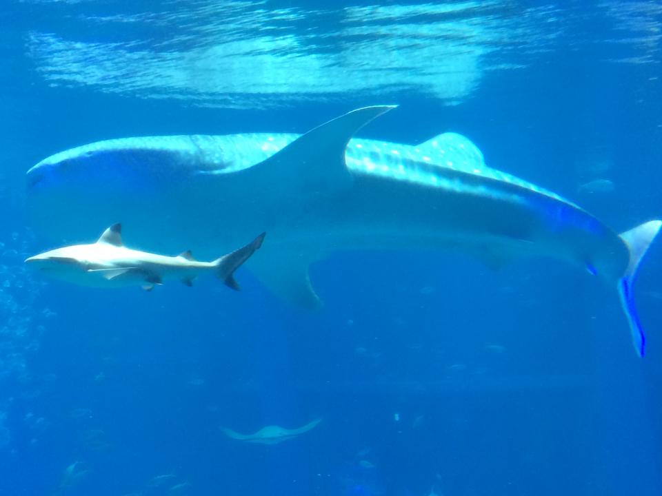 海遊館チケット