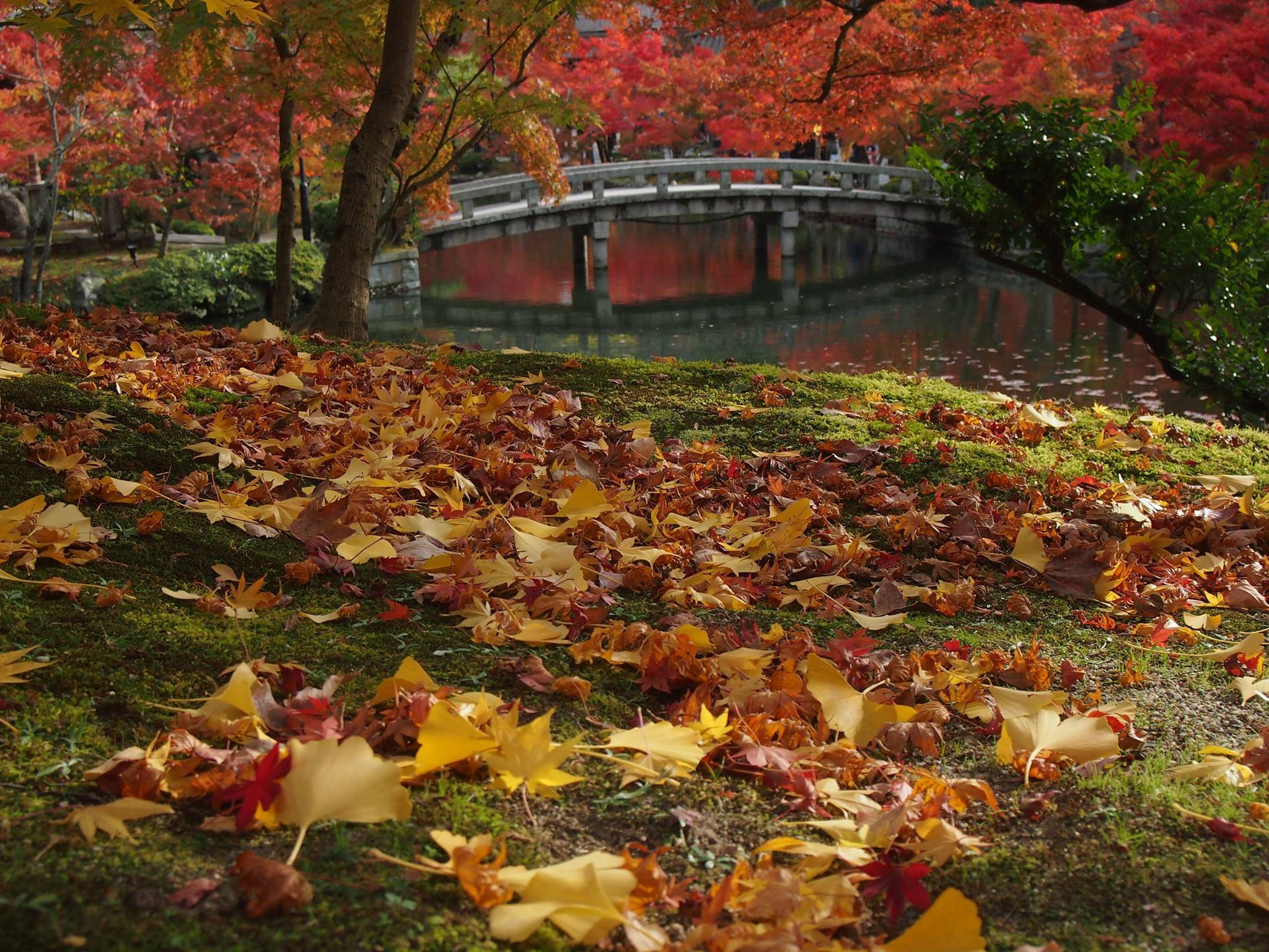 永観堂　紅葉　混雑