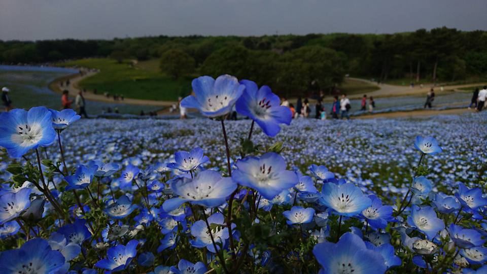 ひたち海浜公園　コキア