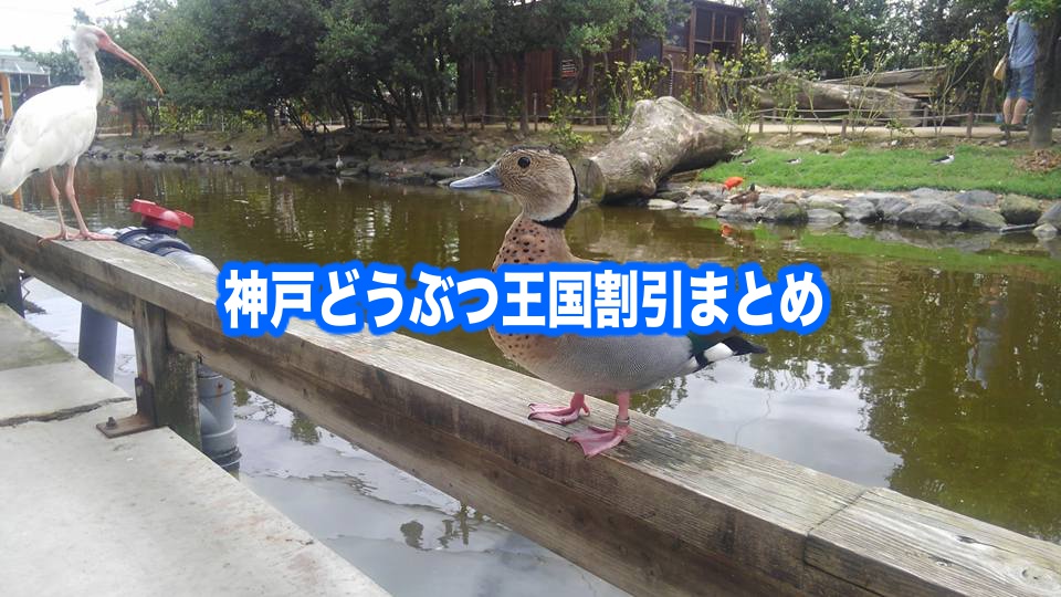 【神戸どうぶつ王国割引2024】最安値チケット料金は？12クーポン格安入手法