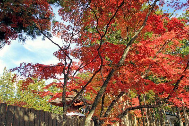 高野山　紅葉　混雑