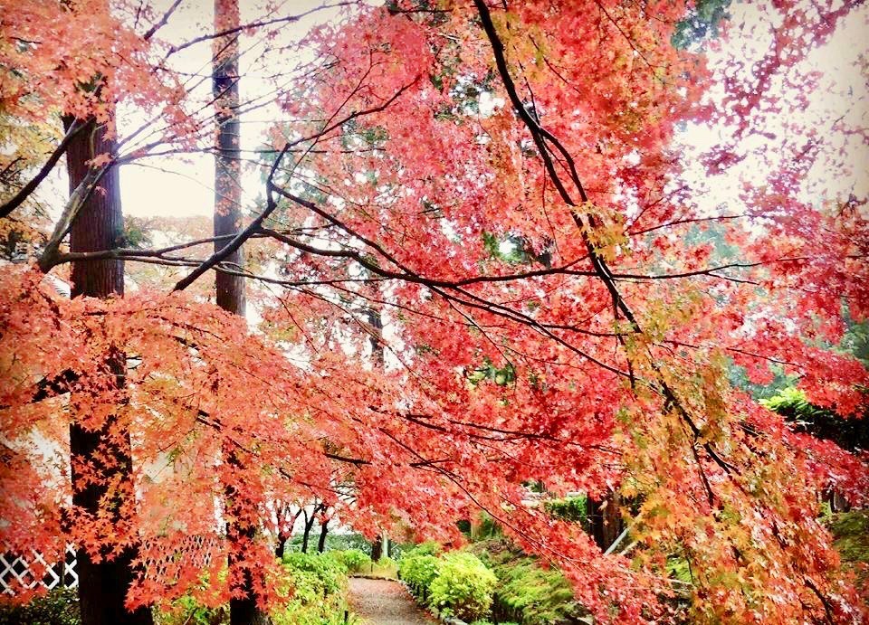 銀閣寺　紅葉　混雑