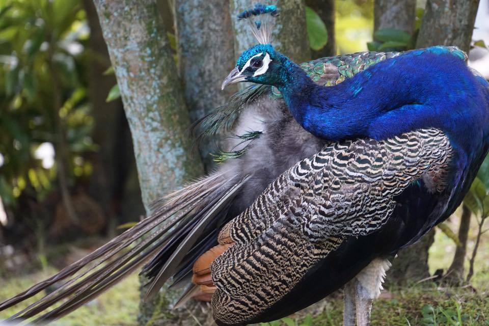 シャボテン動物公園　割引