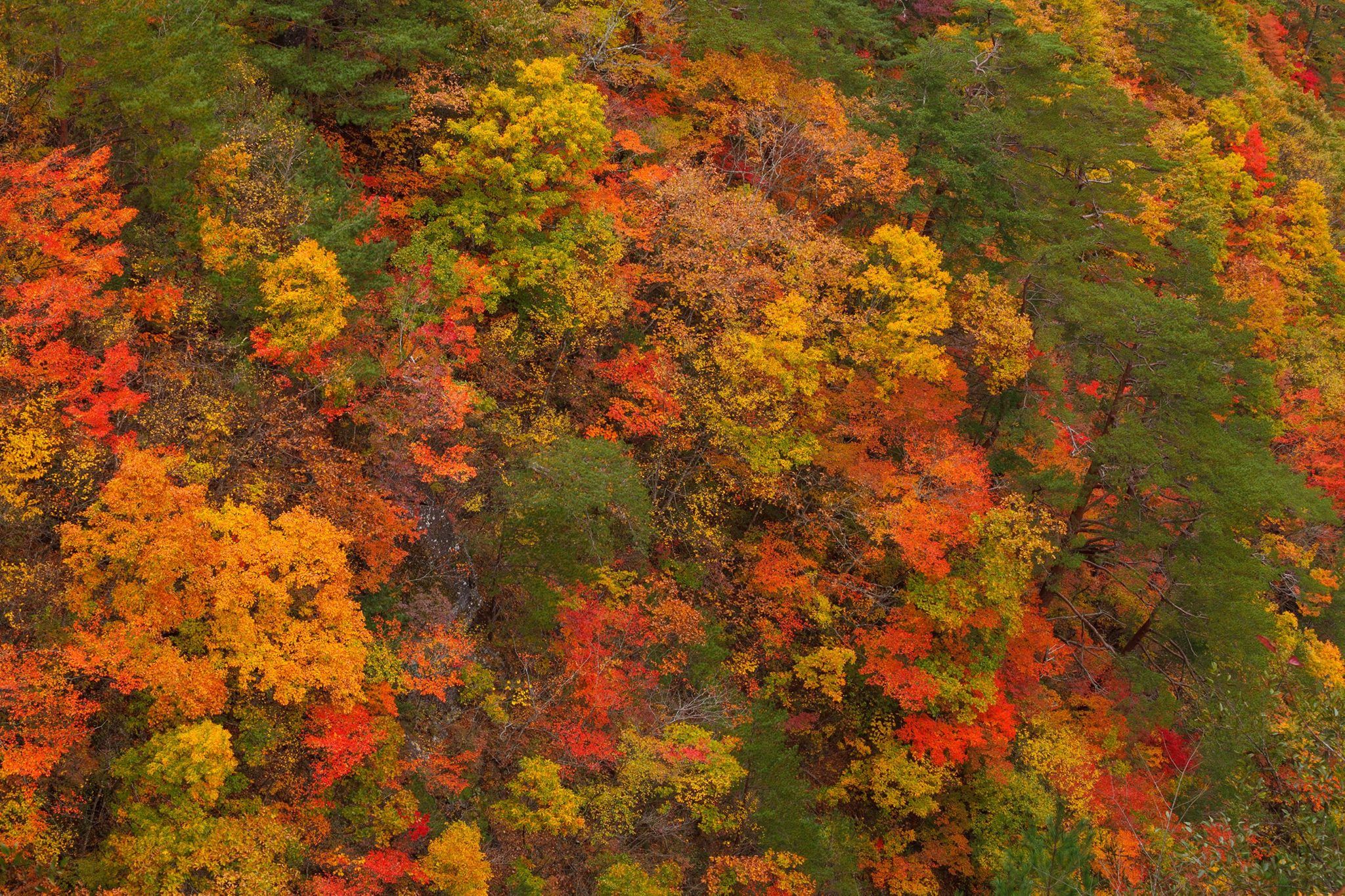 日光　紅葉　混雑